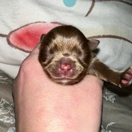 Millie - Chocolate female Pomeranian puppy in Springfield, Missouri from Hope Mountain Pomeranians