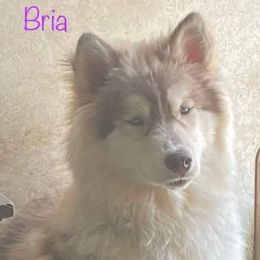Siberian Husky All Grown Up from Snowangel  Huskies