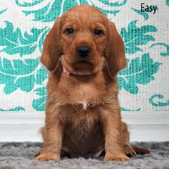 Basset Fauve de Bretagne puppies from 4 Clovers Kennel
