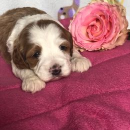 Cockapoo Puppies from Maple’s Cockapoo Puppies