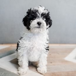 Bernedoodle, Goldendoodle, Poodle, Schnoodle, and Sheepadoodle Puppies from Boise Doodle Co.