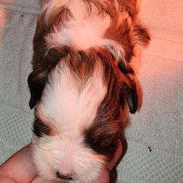 Jingle - Brindle and white female Shihpoo puppy in Hertford, North Carolina from Heaven Sent Shihpoo's