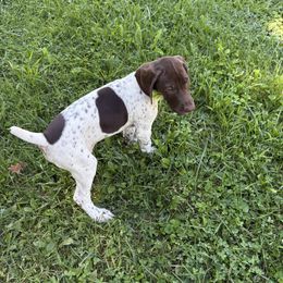 Liver White Male - Liver and white male German Shorthaired Pointer puppy in Freeport, Illinois from Rock Hollow Retrievers
