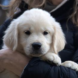 Pink Girl - Service Dog Prospect - Light golden female Golden Retriever puppy in Hagerstown, Maryland from Pinewood Acres Goldens