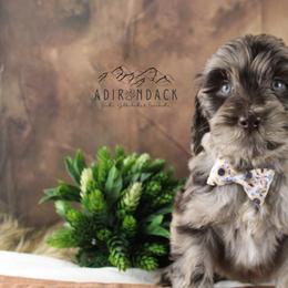 Bernedoodle, Goldendoodle, and Schnoodle Puppies from Adirondack Poodles Goldendoodles,Bernedoodles & Schnoodles