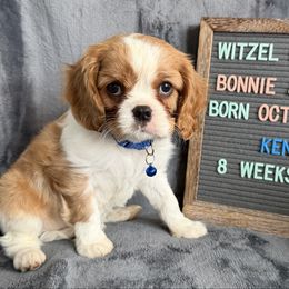 Kenny - Blenheim male Cavalier King Charles Spaniel puppy in Greenville, Kentucky from Witzel Cavaliers