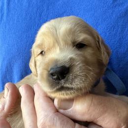 Golden Retriever Puppies from Gail’s Goldens