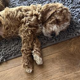 Orange Rainbow Collar - Cream female Goldendoodle puppy in Landis, North Carolina from Shelbys Doodle Farm
