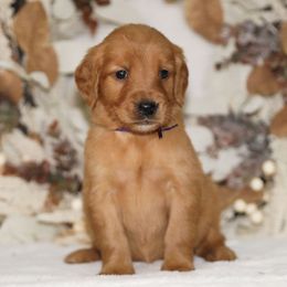 Purple Ribbon - Dark golden female Golden Retriever puppy in Howard City, Michigan from Sherman's Shepherds