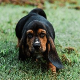 Boy 5 - Black brown and white male Basset Hound puppy in Knoxville, Tennessee from Well Hounded Bassets