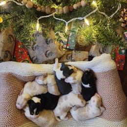 Beagle Puppies from Homegrown Beagles