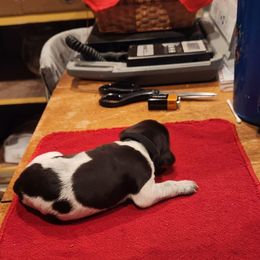Deutsch-Drahthaar Puppies from vom Cornerstone