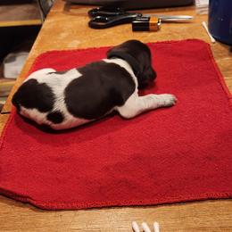 Deutsch-Drahthaar Puppies from vom Cornerstone