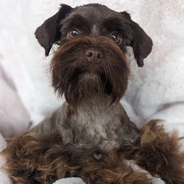 Gabby - Miniature Schnauzer