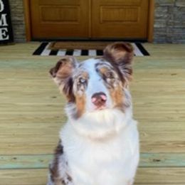Sunny - Australian Shepherd