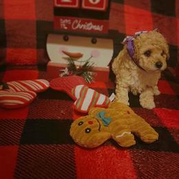 Winter - Cream Poodle puppy in Houston, Texas from Jomelkin Furry Pals