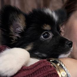 Papillon Puppies from HSF Papillons