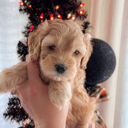 Cockapoo, Double Doodle, and Poodle Puppies from Cedar Creek Canines