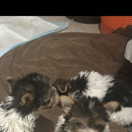 Yorkshire Terrier Puppies from Fall River Yorkies