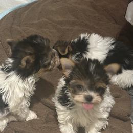 Yorkshire Terrier Puppies from Fall River Yorkies