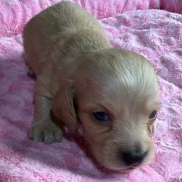 Winston - Cream male Dachshund puppy in Salem, Oregon from Longdox Mini Dachshunds