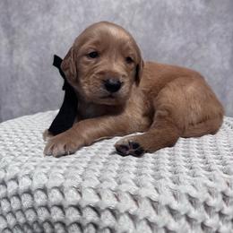 Boy 4 Pick - Golden male Golden Retriever puppy in Piedmont, South Carolina from The Farm at Saluda Ridge