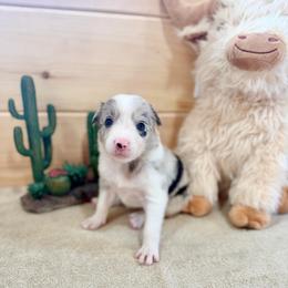 Calamity Jane - Blue merle female Border Collie puppy in Owenton, Kentucky from Three16 Ranch