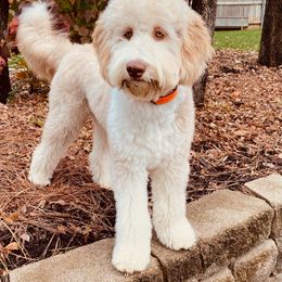 Aussiedoodle All Grown Up from Sand Hill Aussies and Doodles