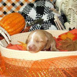 Butterscotch - Red male Dachshund puppy in Corbin, Kentucky from White River Valley Kennel
