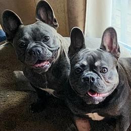 Dachshund and French Bulldog Puppies from Black Thunder 517 Cane Corso and Dachshunds