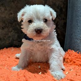 AKC white Boy 3 (blue) - White male Miniature Schnauzer puppy in Greencastle, Indiana from Tiny Tushy Lodge