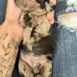 Female 2 - Dapple female Dachshund puppy in El Campo, Texas from Creamer Creek Kennel