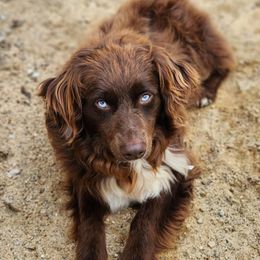 Bode - Miniature Australian Shepherd