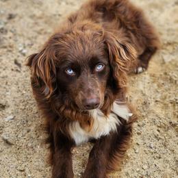 Bode - Miniature Australian Shepherd