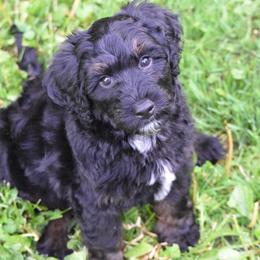 White collar boy - Phantom male Bernedoodle puppy in Waukesha, Wisconsin from Bernedoodle Boutique (and Cavapoos)