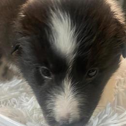 GREEN COLLAR - Black and white male Shetland Sheepdog puppy in Chipley, Florida from Stacey's Shelties