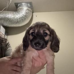 Bubbles - Cream female Dachshund puppy in Highland Heights, Kentucky from Gabriela's Dachshunds