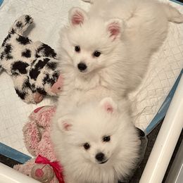 American Eskimo Dog Puppies from Soleil American Eskimos