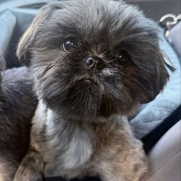 VERY Rare Silver Brindle - Brindle female Shih Tzu puppy in Modesto, California from 🌗 New Moon Shih Tzu 🌗