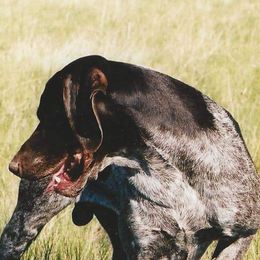 German Shorthaired Pointer All Grown Up from Majestik Kennels