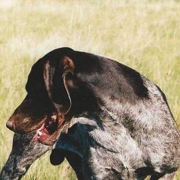 German Shorthaired Pointer All Grown Up from Majestik Kennels