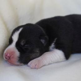 Solstice - Black and white male Siberian Husky puppy in Wiscasset, Maine from Running with Huskies