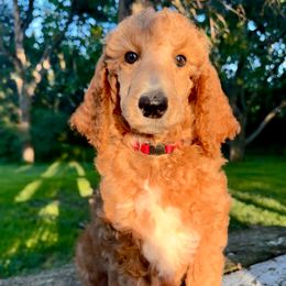 Camembert (Red) - Red  female Poodle puppy in Burwell, Nebraska from Petersen Poodles