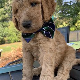 Tramp - Apricot male Goldendoodle puppy in Belfair, Washington from Merry R Goldendoodles