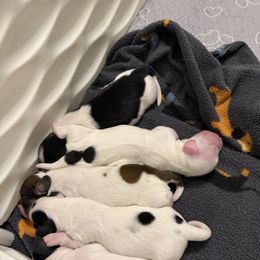 Dachshund puppies from The Well Tempered Dachshund