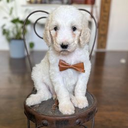 Ash - Cream male Poodle puppy in Lake Village, Indiana from Kennings Poodles and Company