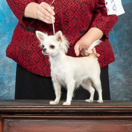 Gwen - Chihuahua