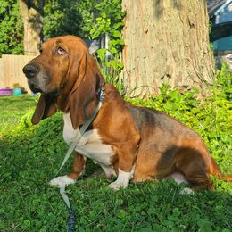 Opal - Basset Hound