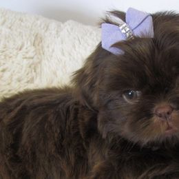 Shih Tzus from K&T FURBABIES