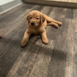 Golden Retriever Puppies from Clover Creek Goldens